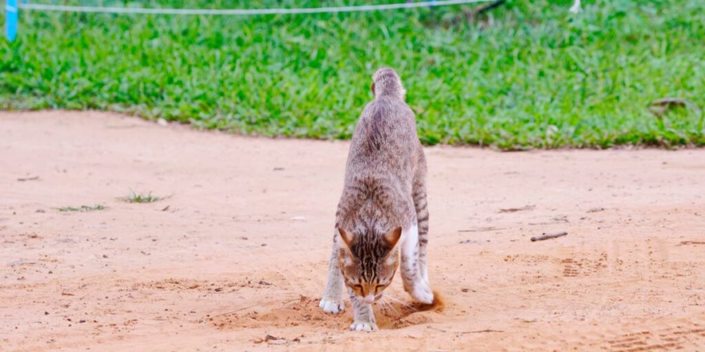 Por que meu gato está fazendo cocô no chão - 03