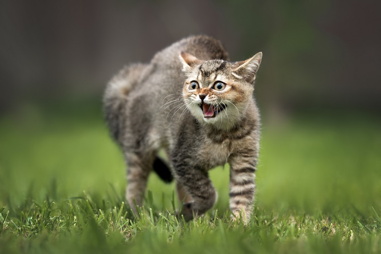 Por que meu gato está rosnando 7 razões que você deve saber - 04