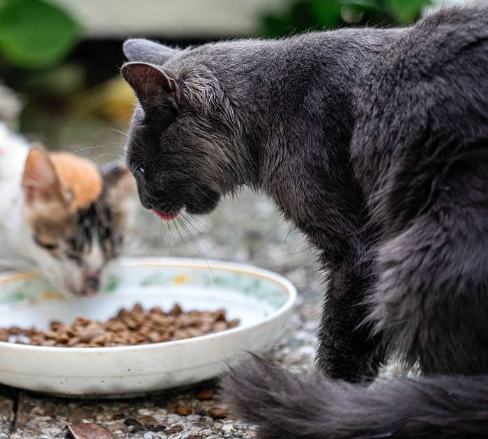 Por que meu gato está tão desesperado por atenção - 03