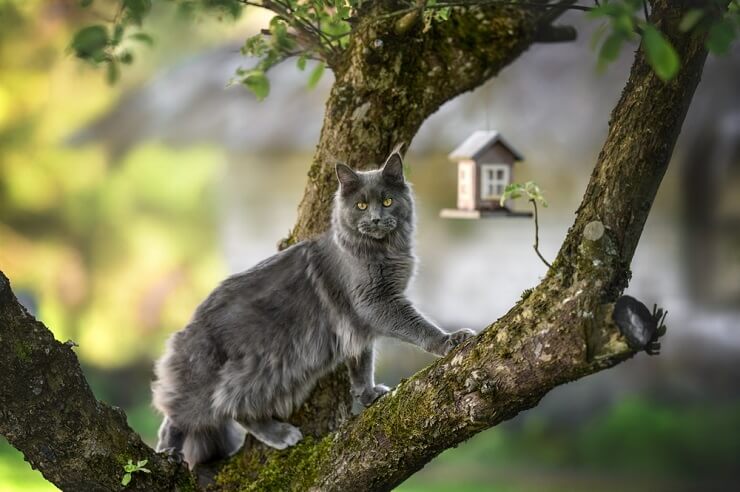 Por que meu gato foge de mim - 13