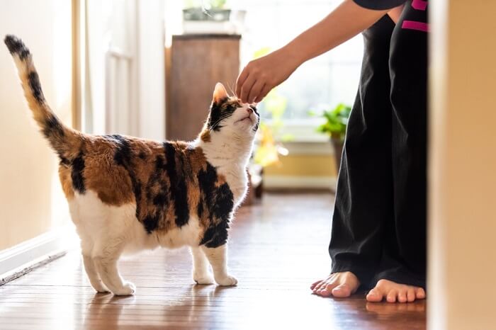 Por que meu gato implora por comida - 13