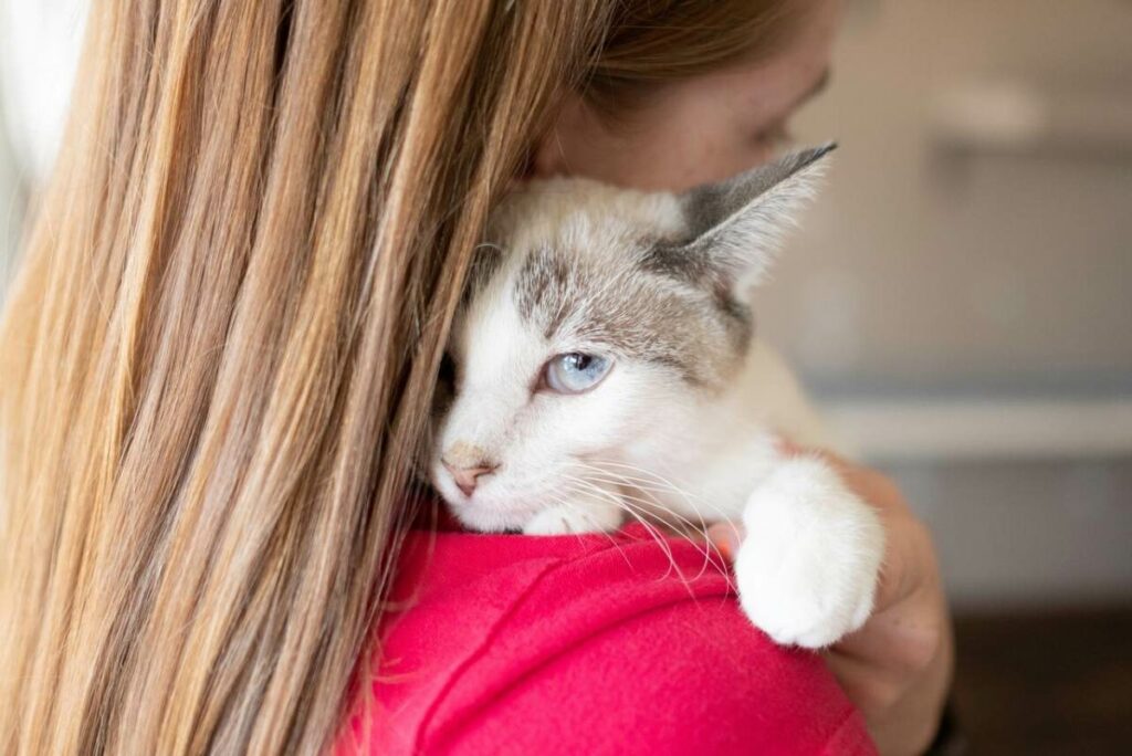 Por que meu gato lambe meu cabelo Um veterinário explica - 05