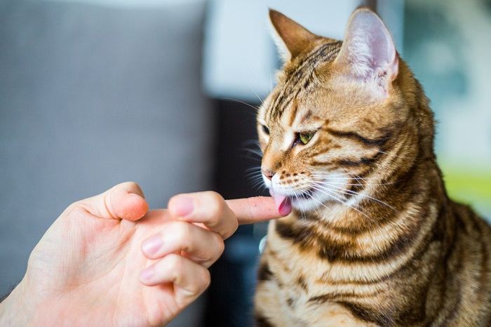 Por que meu gato me lambe e não meu marido - 06