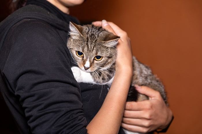 Por que meu gato me vigia quando vou ao banheiro - 03