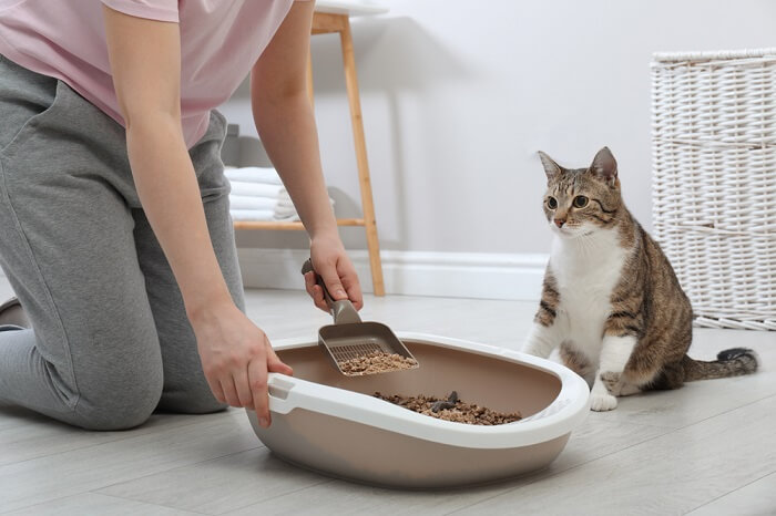 Por que meu gato não cobre o cocô 6 principais causas explicadas - 04