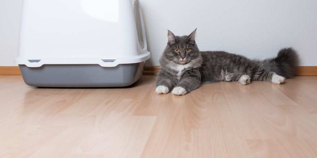 Por que meu gato não cobre o cocô 6 principais causas explicadas - 06