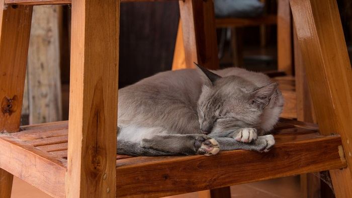 Por que meu gato não dorme comigo - 03