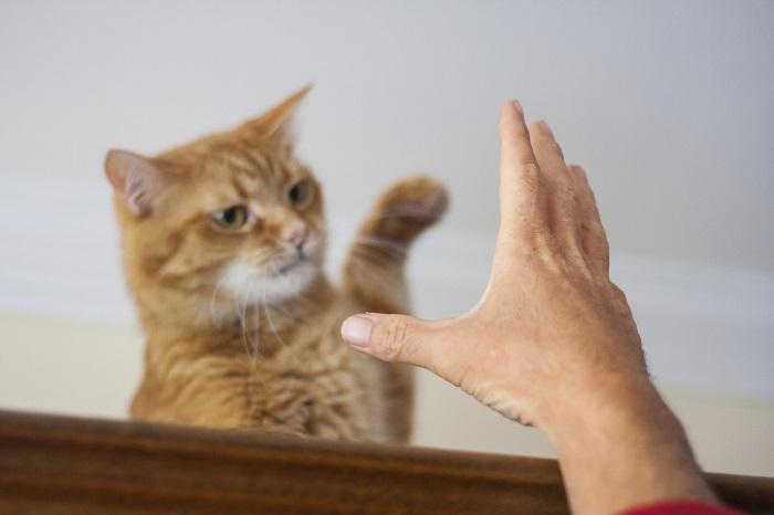 Por que meu gato não faz carinho em mim 6 principais razões - 01