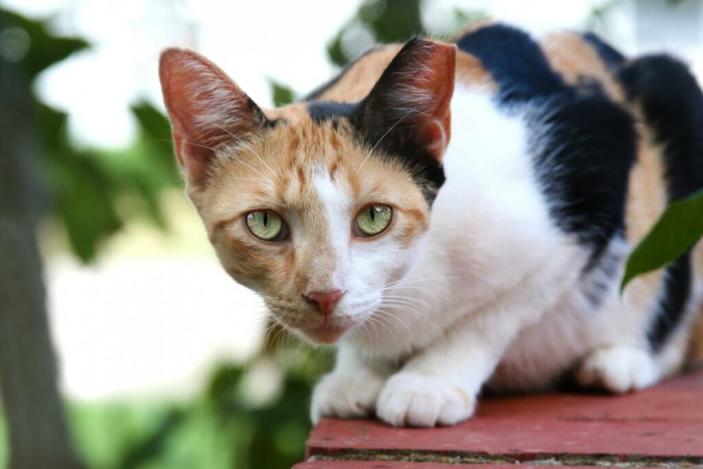 Por que meu gato não faz carinho em mim 6 principais razões - 07