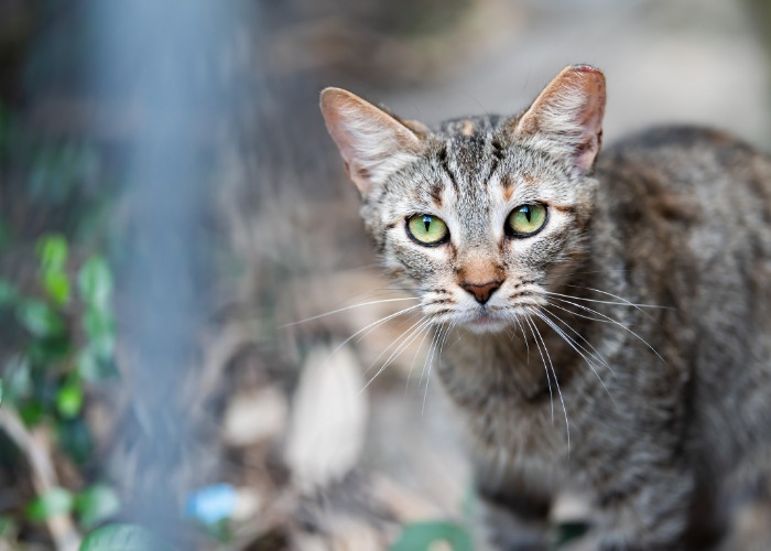 Por que meu gato não faz carinho em mim 6 principais razões - 08