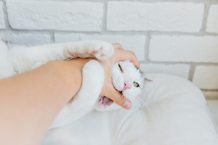 Por que meu gato não gosta de ser segurado - 01