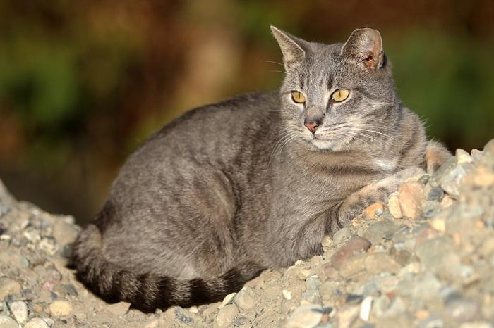 Por que meu gato não gosta de ser segurado - 03