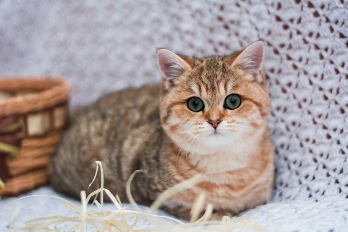 Por que meu gato quer comer o tempo todo - 07