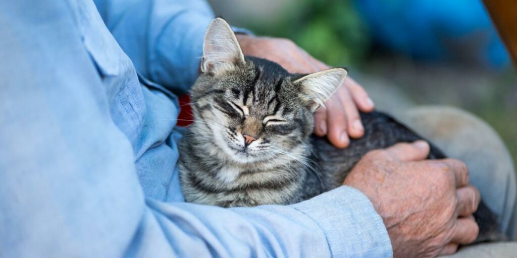 Por que meu gato quer comer o tempo todo - 08