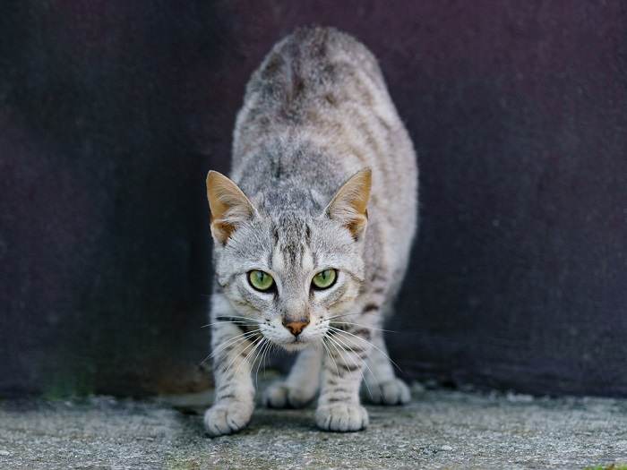 Por que meu gato quer comer o tempo todo - 10