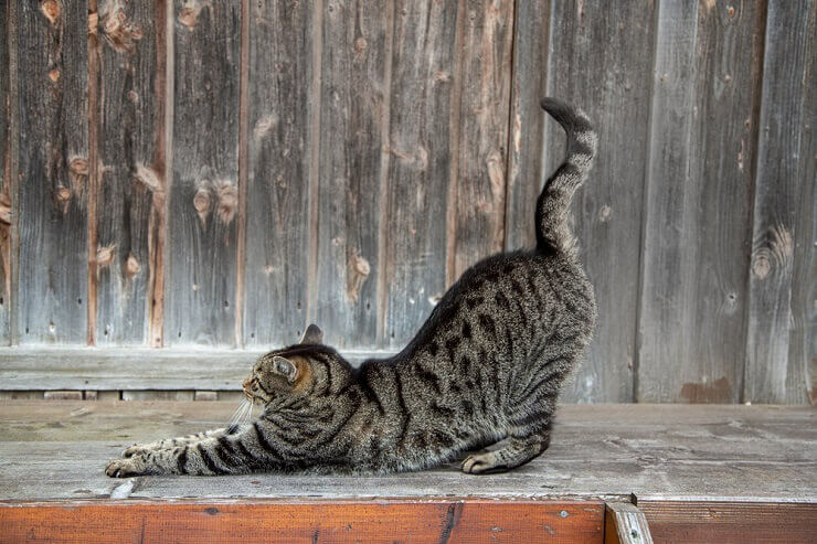 Por que o rabo do gato treme ou estremece - 05