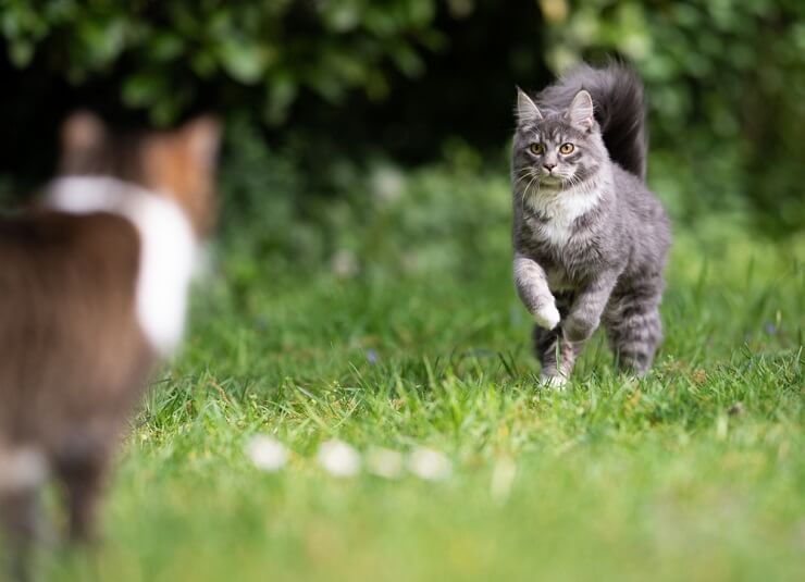 Por que o rabo do gato treme ou estremece - 08