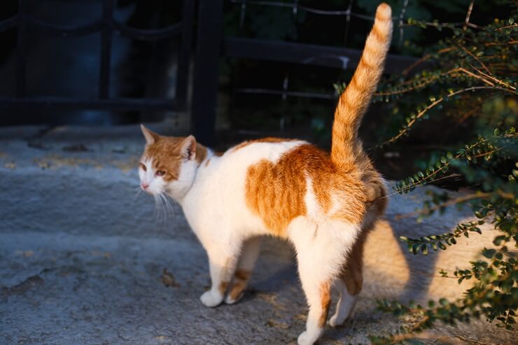 Por que o rabo do gato treme ou estremece - 09