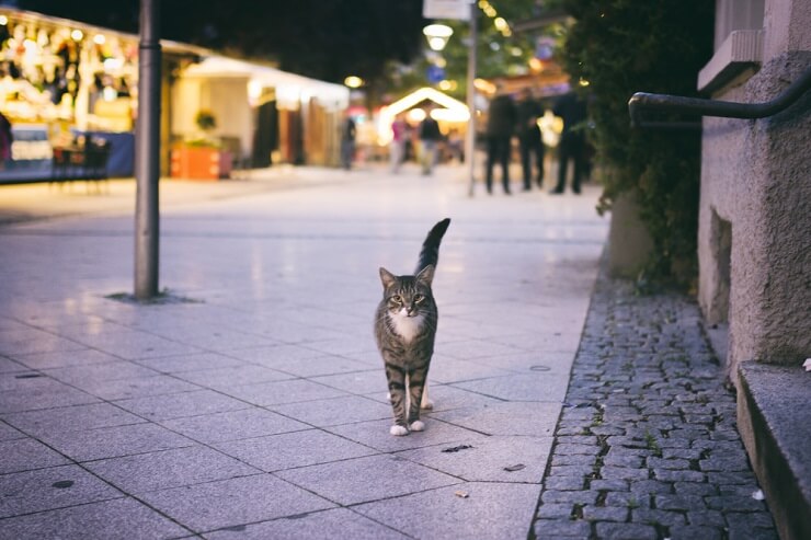 Por que os gatos abanam o rabo - 12