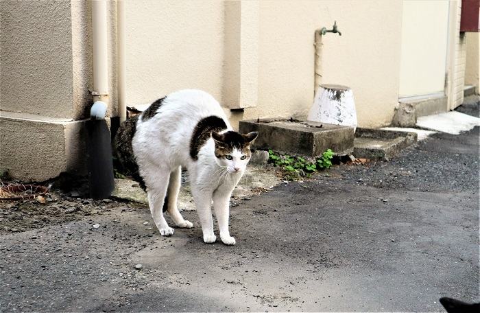 Por que os gatos arqueiam as costas - 02