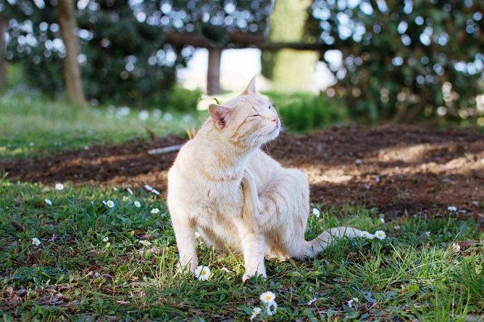 Por que os gatos balançam a cabeça Um veterinário explica - 05