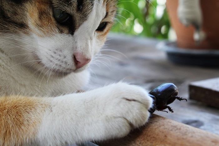 Por que os gatos brincam com suas presas - 02