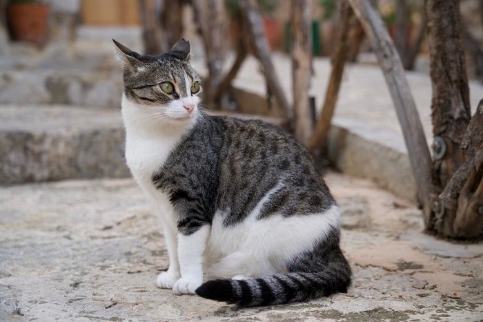 Por que os gatos colocam a bunda na sua cara - 02