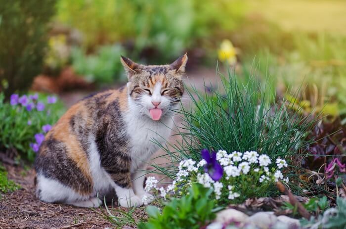 Por que os gatos colocam a língua para fora - 01