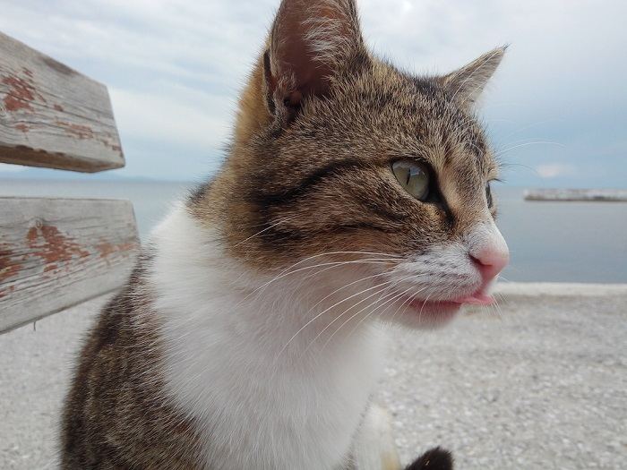 Por que os gatos colocam a língua para fora - 04