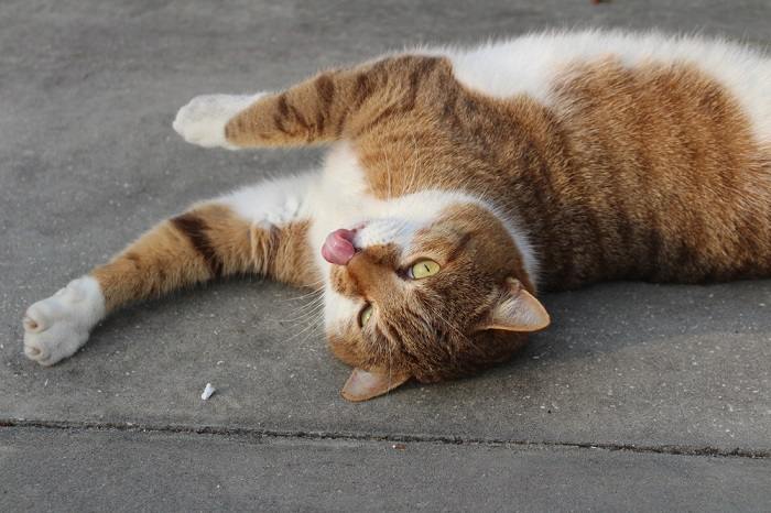 Por que os gatos colocam a língua para fora - 08