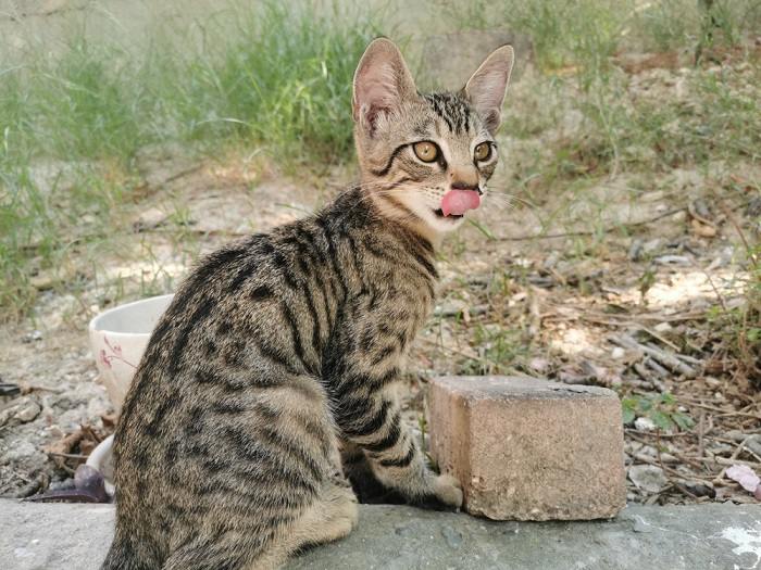 Por que os gatos colocam a língua para fora - 09