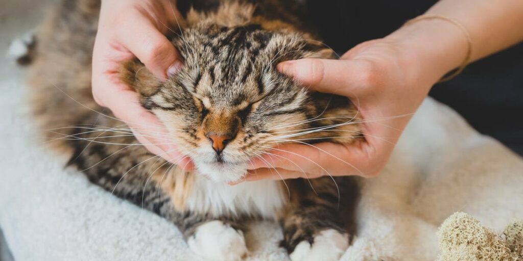 Por que os gatos colocam a língua para fora - 12