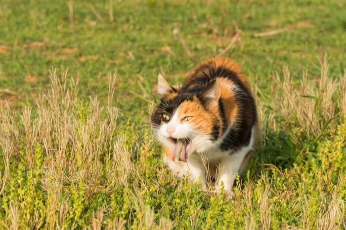 Por que os gatos colocam a língua para fora - 14