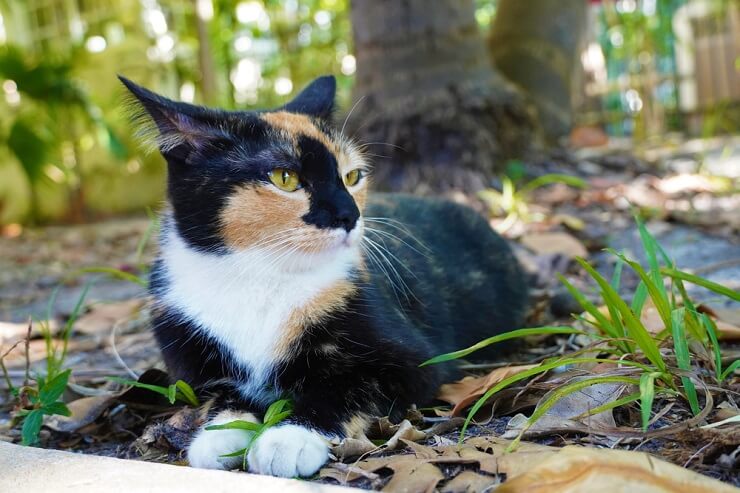 Por que os gatos colocam as orelhas para trás - 04