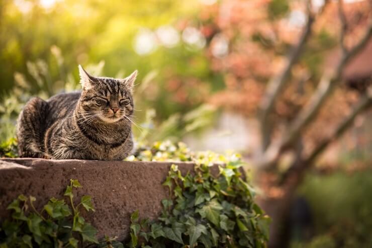 Por que os gatos colocam as orelhas para trás - 05