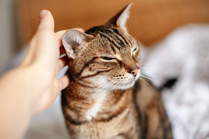 Por que os gatos colocam as orelhas para trás - 16