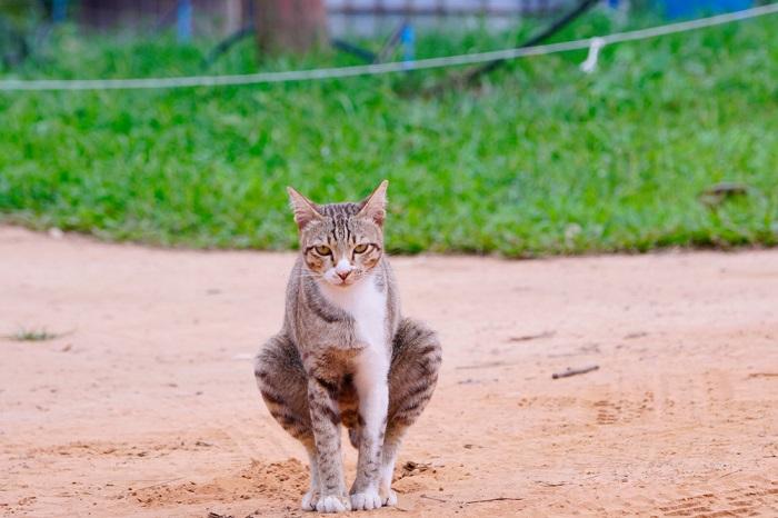 Por que os gatos enterram seu cocô - 02