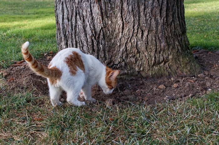 Por que os gatos enterram seu cocô - 04