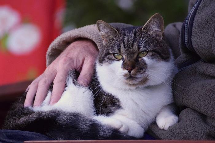 Por que os gatos gostam de abraçar e aconchegar 6 principais razões - 02