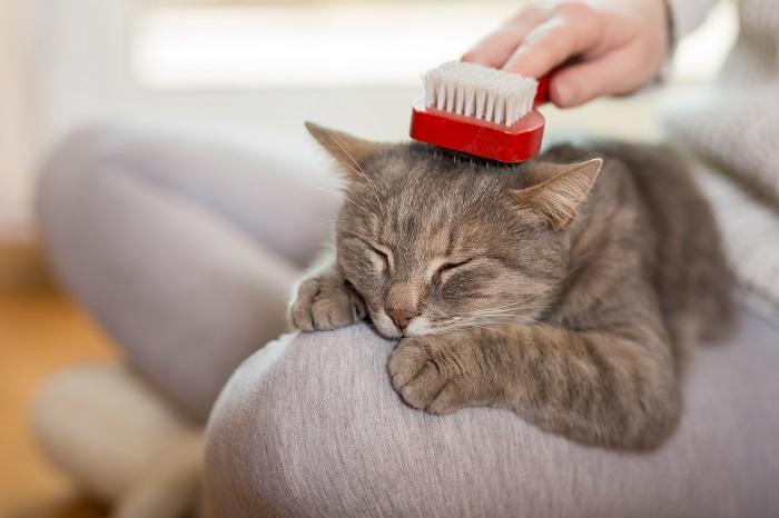 Por que os gatos gostam de abraçar e aconchegar 6 principais razões - 03