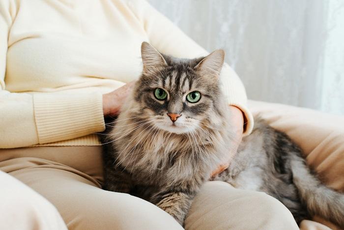 Por que os gatos gostam de abraçar e aconchegar 6 principais razões - 04