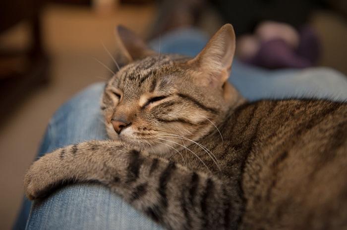 Por que os gatos gostam de abraçar e aconchegar 6 principais razões - 05