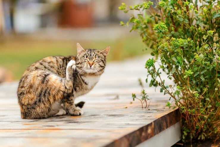 Por que os gatos levantam suas bundas quando você os acaricia - 05