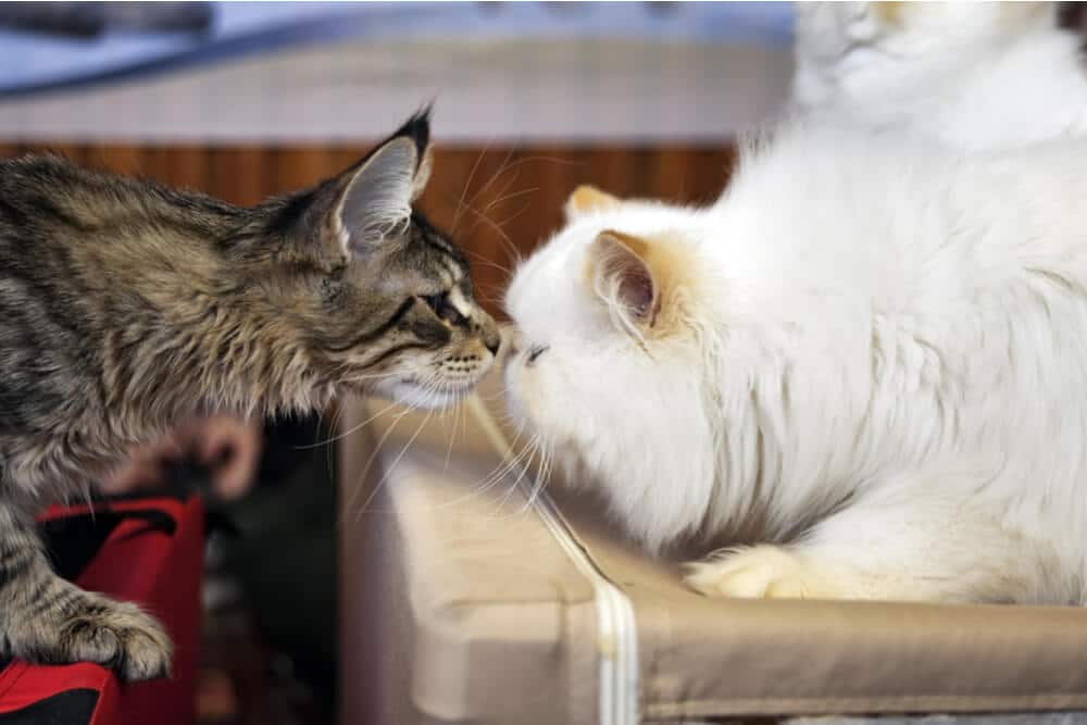 Por que os gatos levantam suas bundas quando você os acaricia - 07