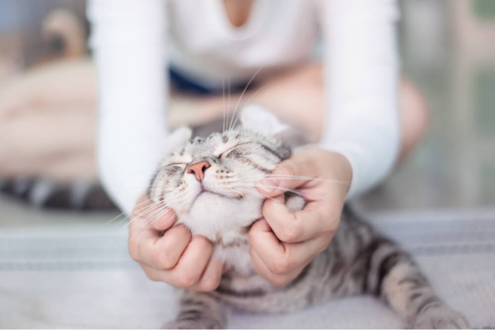 Por que os gatos levantam suas bundas quando você os acaricia - 10