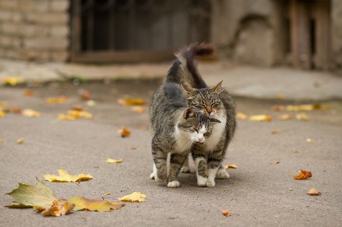 Por que os gatos mordem o pescoço uns dos outros - 06