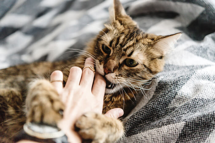 Por que os gatos odeiam a água tanto quanto eles - 02