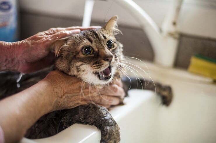 Por que os gatos odeiam a água tanto quanto eles - 06