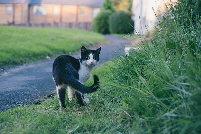 Por que os gatos perseguem suas caudas - 05