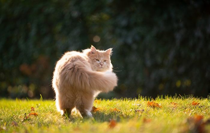 Por que os gatos perseguem suas caudas - 10